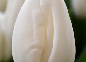 Tulipa Albatros ® (4)